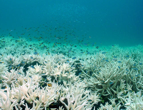 Due to bleaching, the diversity of corals is shrinking.